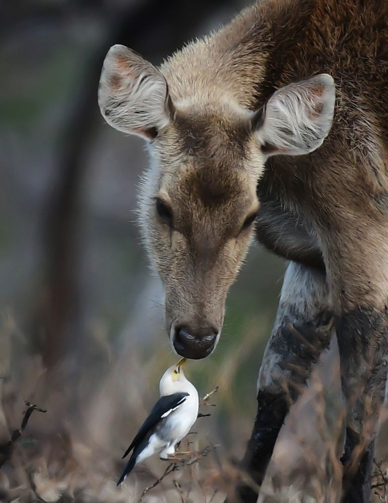 Symbiosis of Mutualism