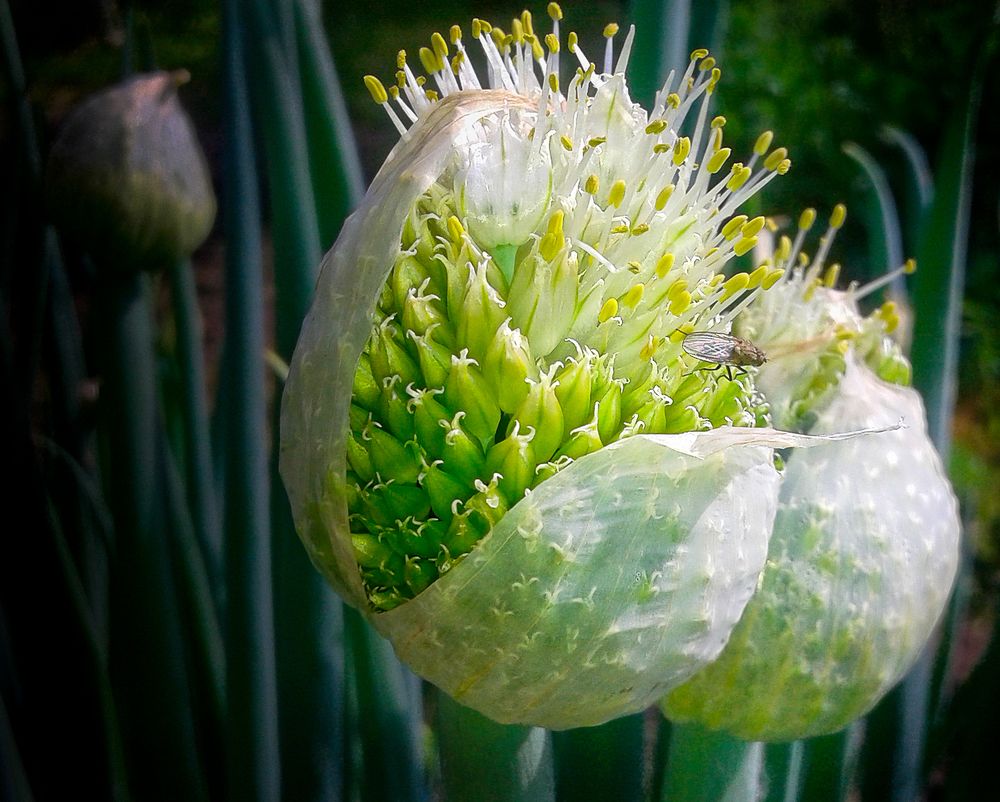 Цветение лука