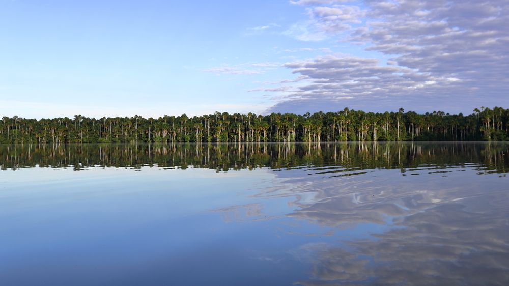 Amazonian Palm on Lago Sandoval
