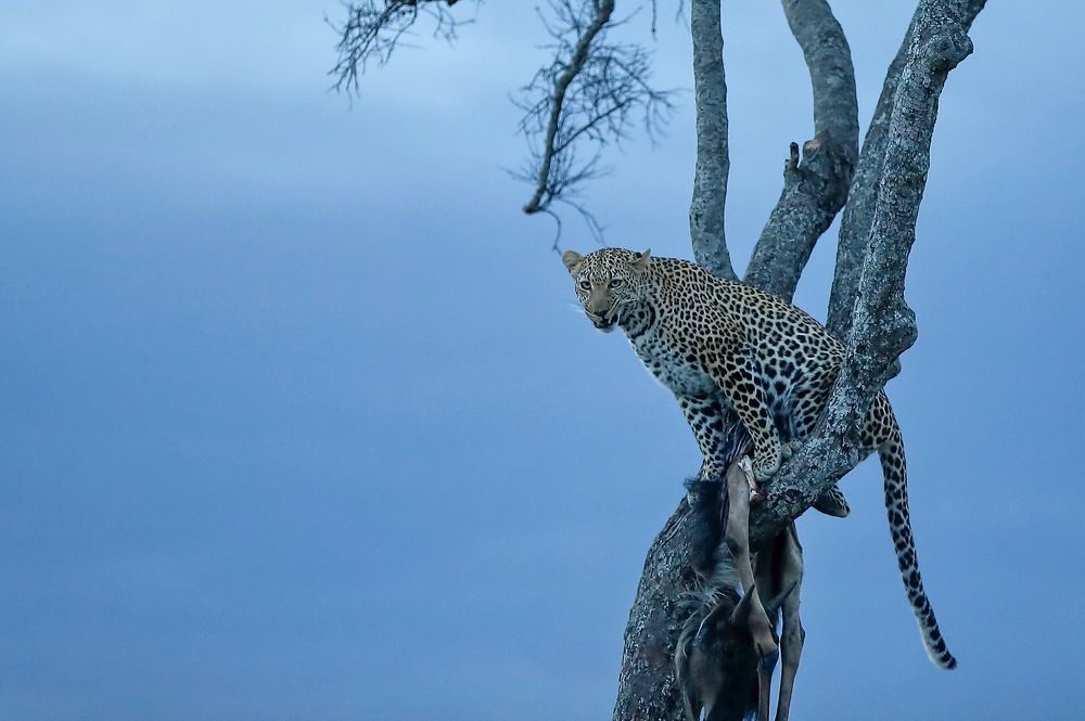 A Leopard and his food