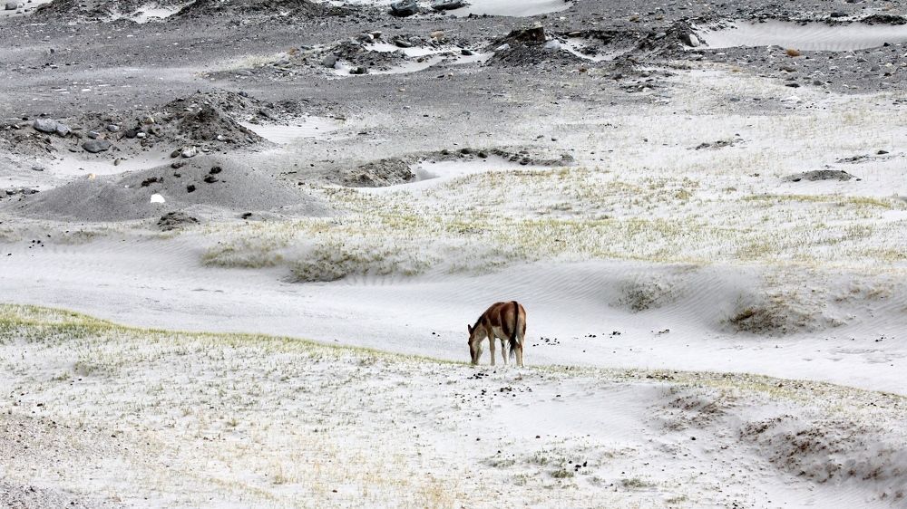 A lonely Kiang (Wild Ass) grazing in the Himalayas