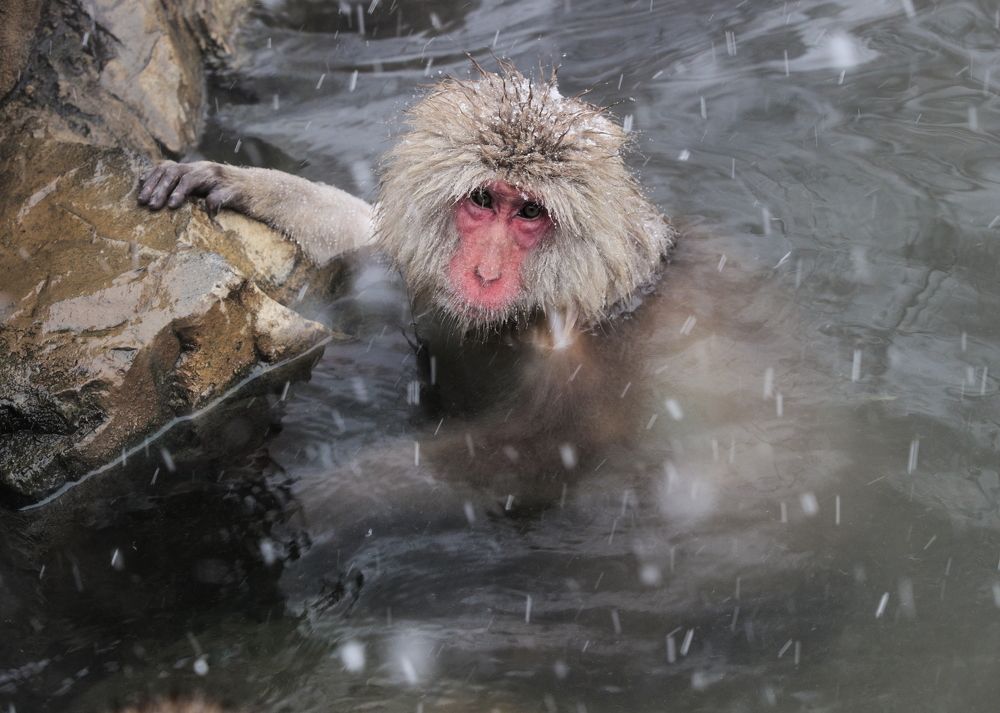 Snow monkey enjoying a hot spring