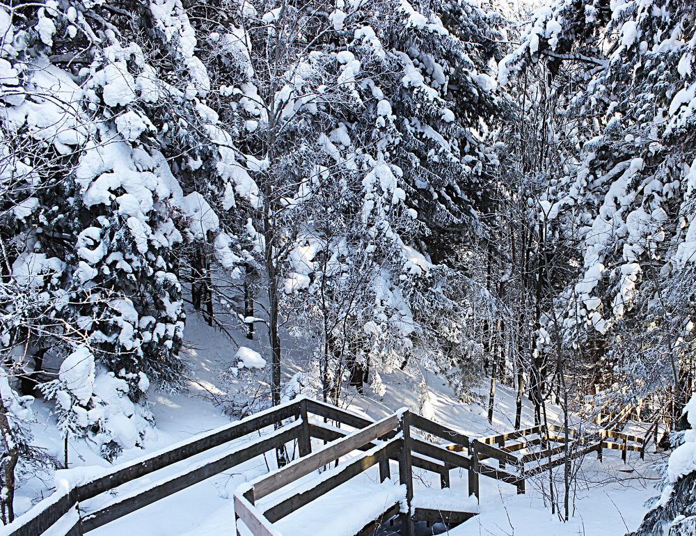 Зимними тропами