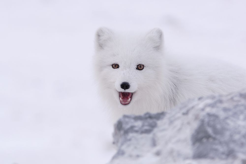 Гость из белоснежной тундры.