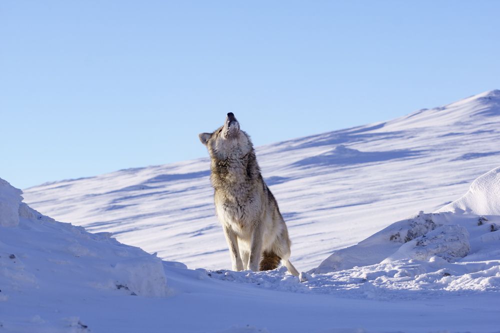 Тоска по лету.