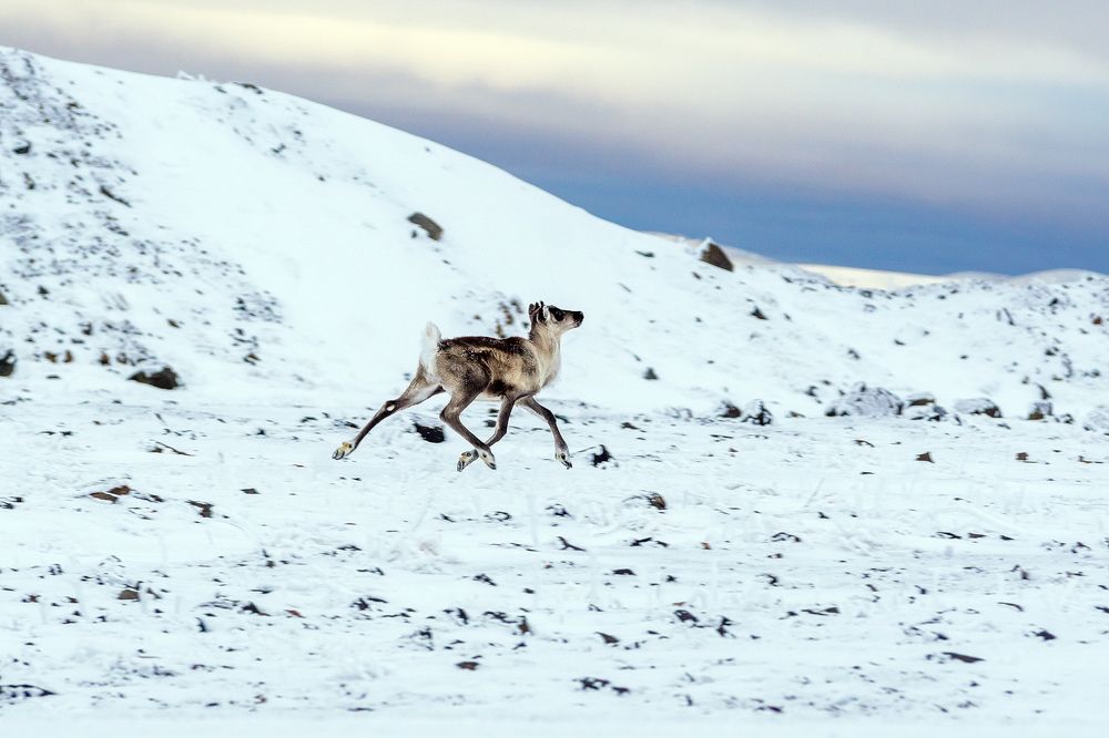 Летящей походкой.
