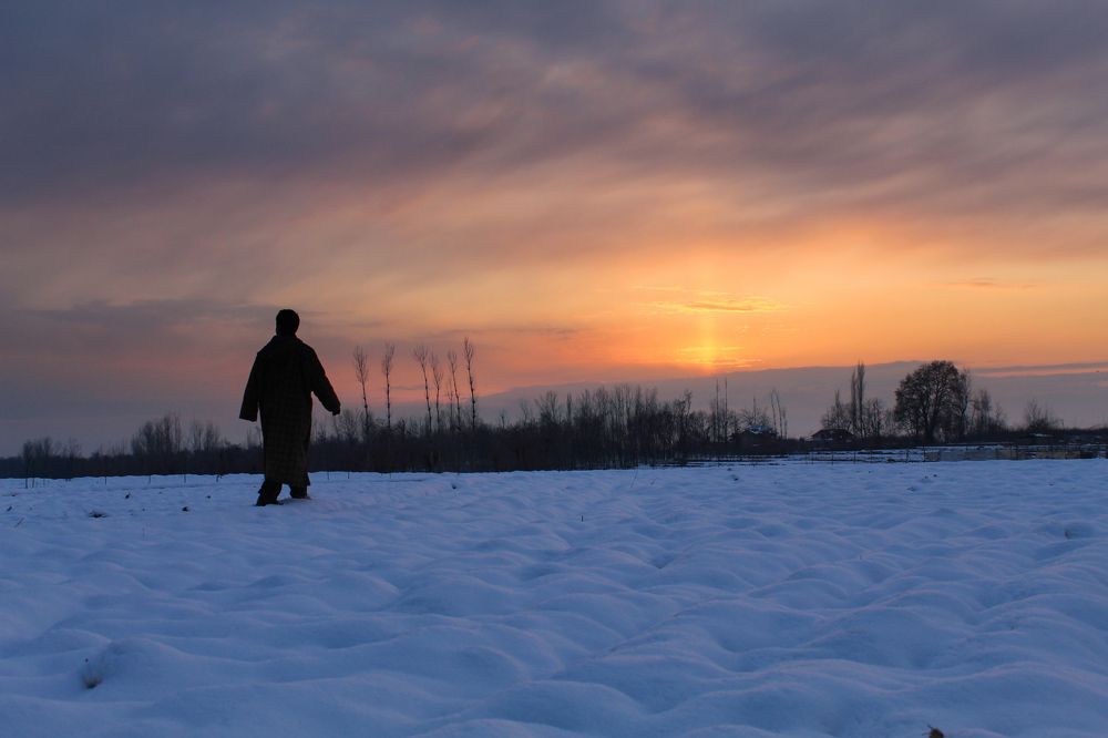 Rice fields of kashmir amid sunset