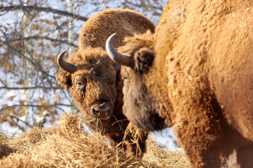 Photograph by Константин Кузнецов