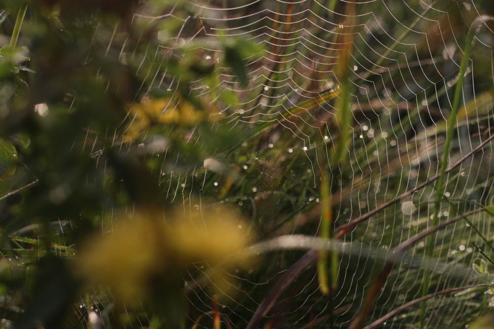 Web