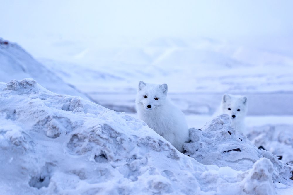 Раз песец,два песец..