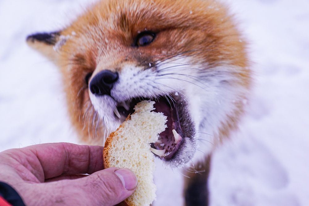 И хлеба горбушку и ту пополам..