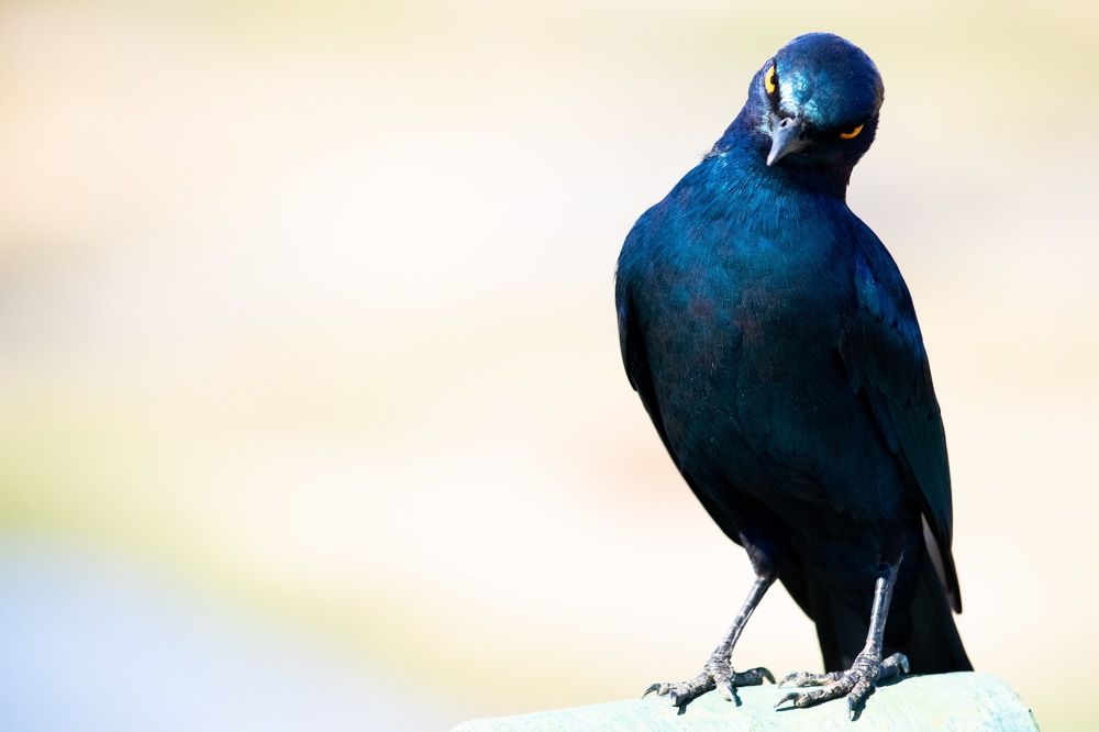 What you looking at?!