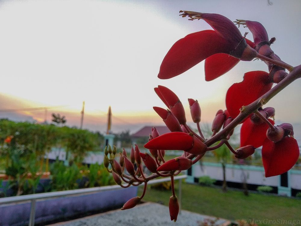 Red Flower Sunset