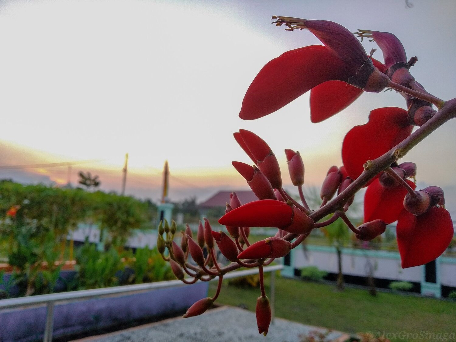 Red Flower Sunset
