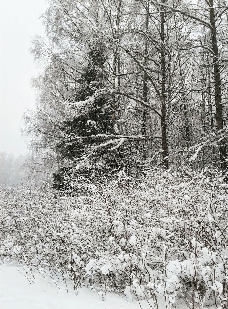 Photograph by Людмила М