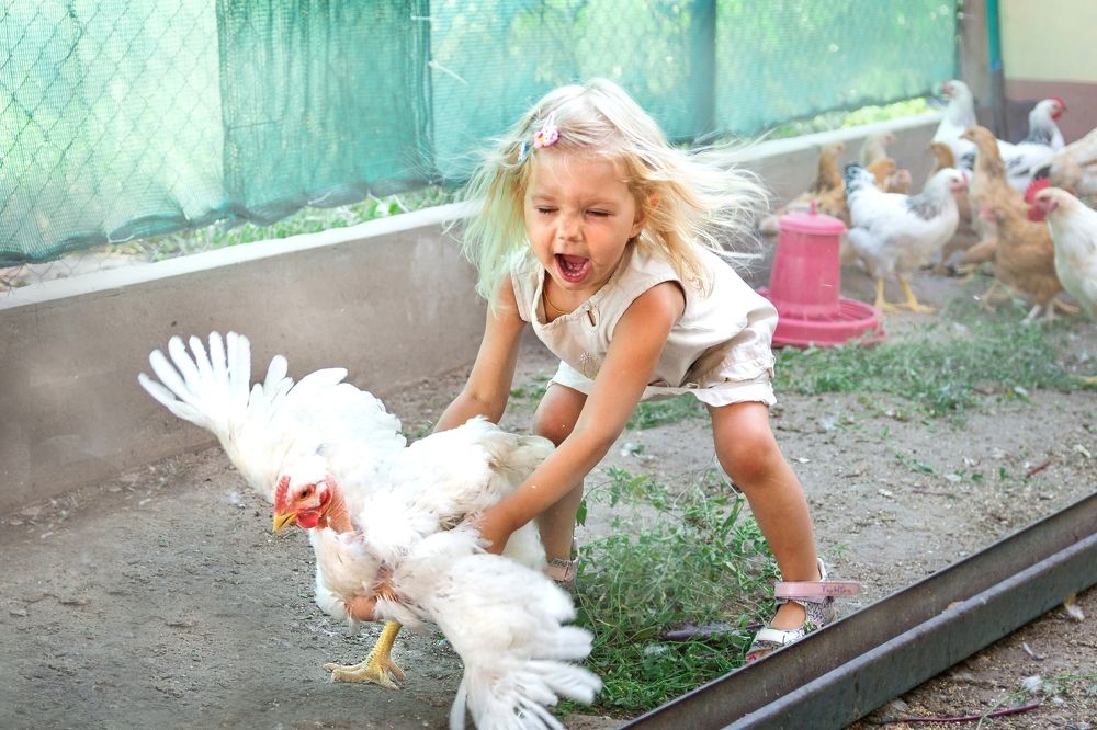 Куриная королева