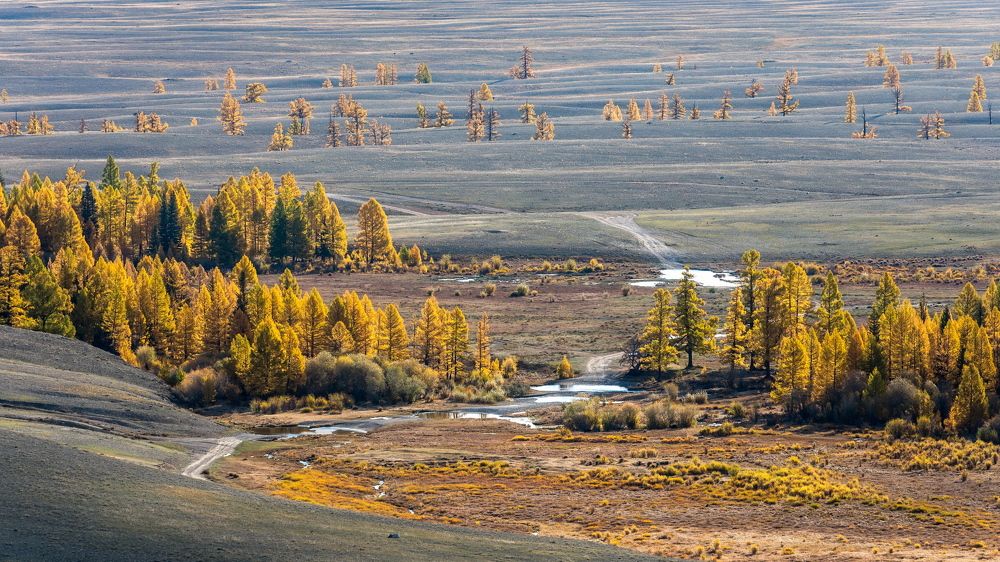 Золото Курая