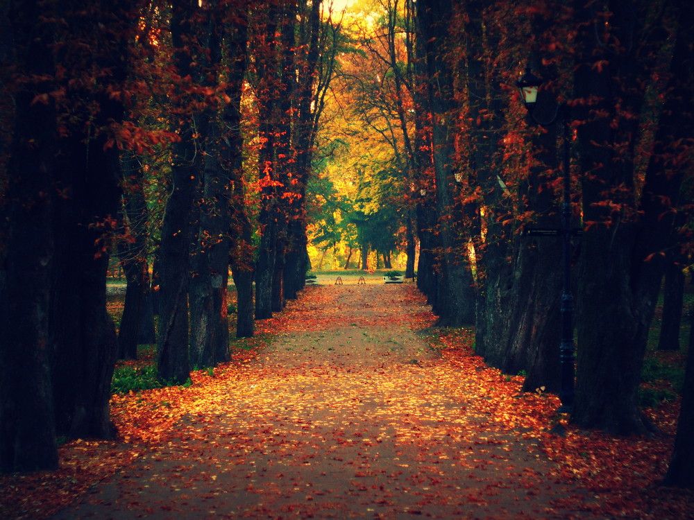 Следы уходящей Осени...