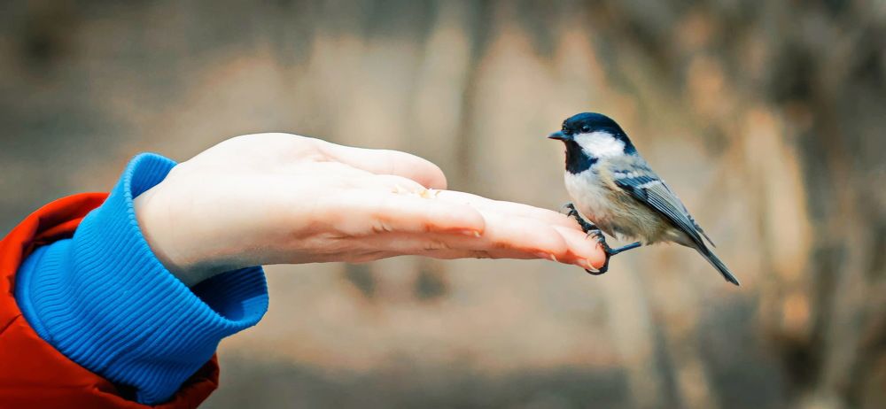Птица в руке
