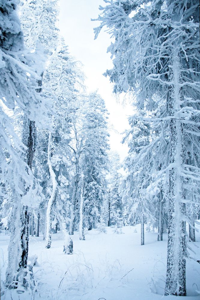 Зимняя сказка