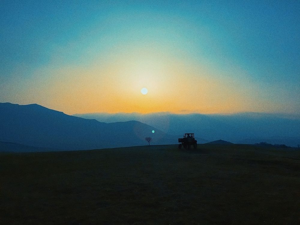 последни дерева