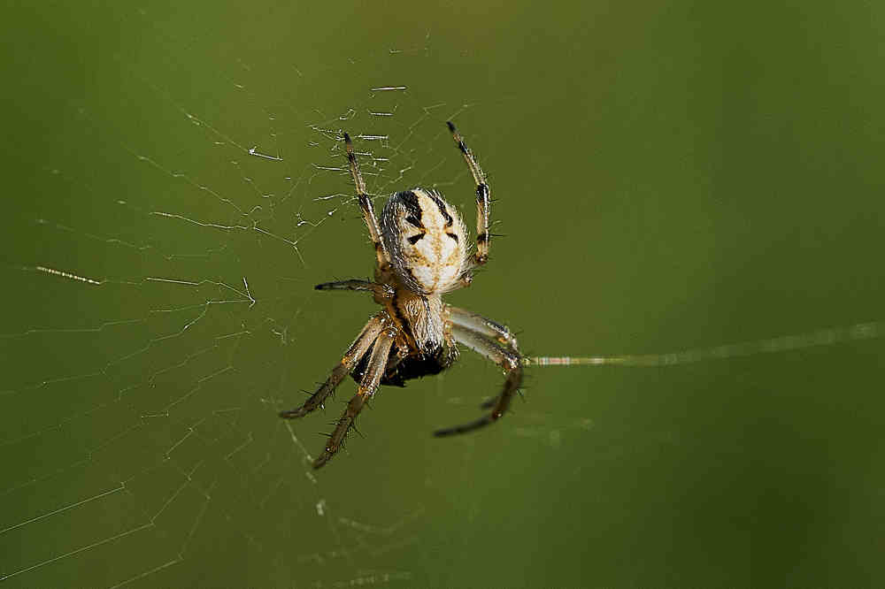 За завтраком