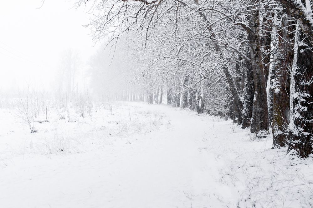 Зимняя аллея