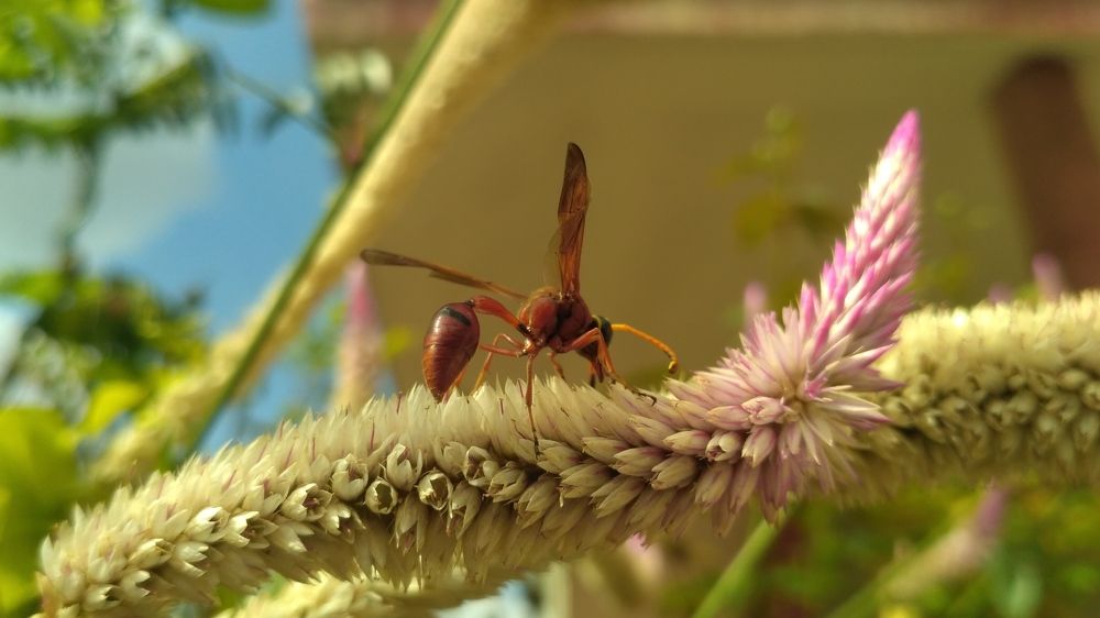 Bee