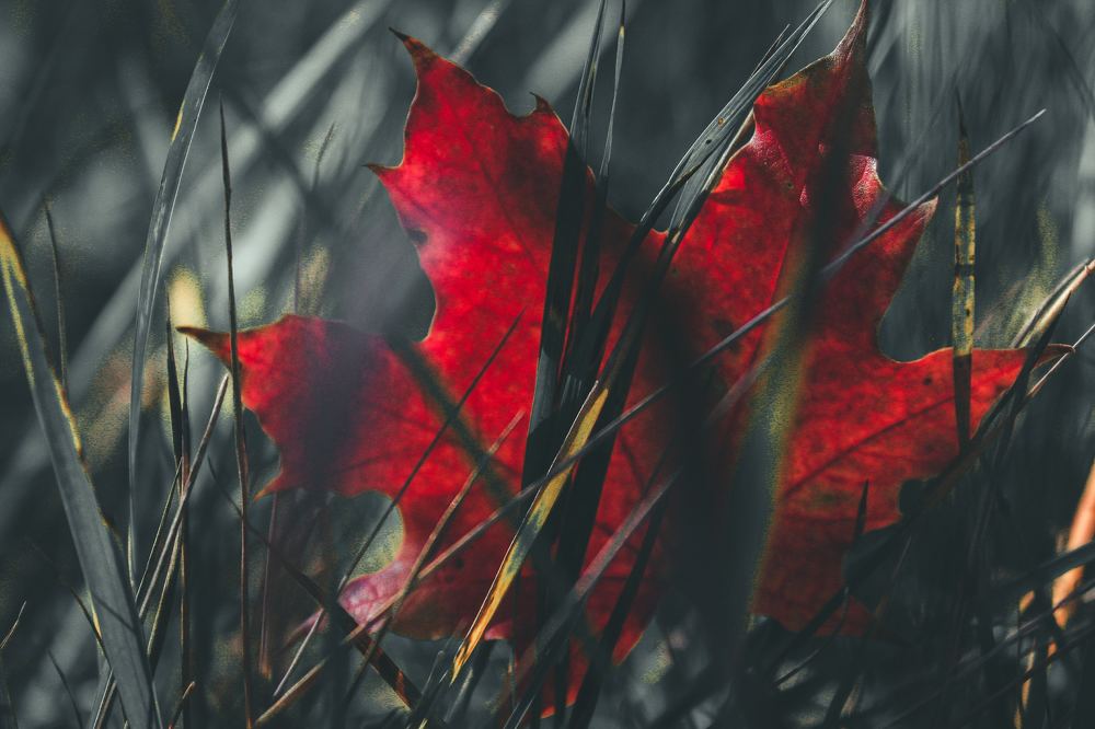 Photograph by Владислав Богаткин