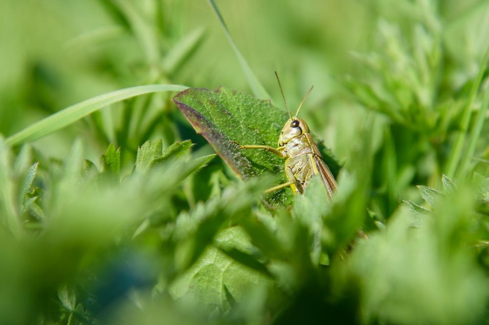Кузнечик встречает рассвет