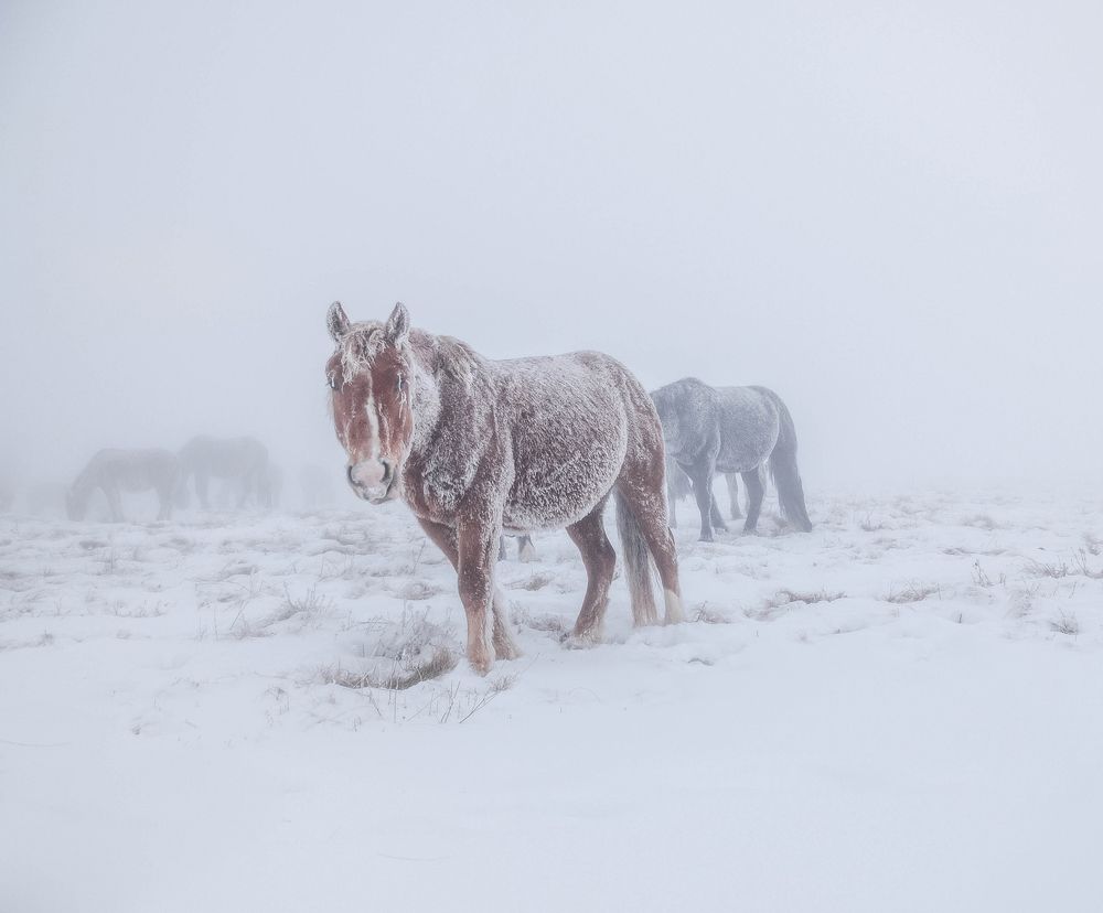 Снежные лошади