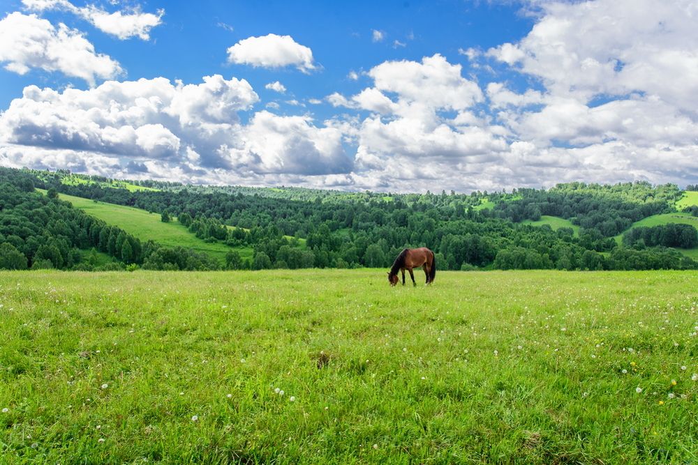 Конь в поле