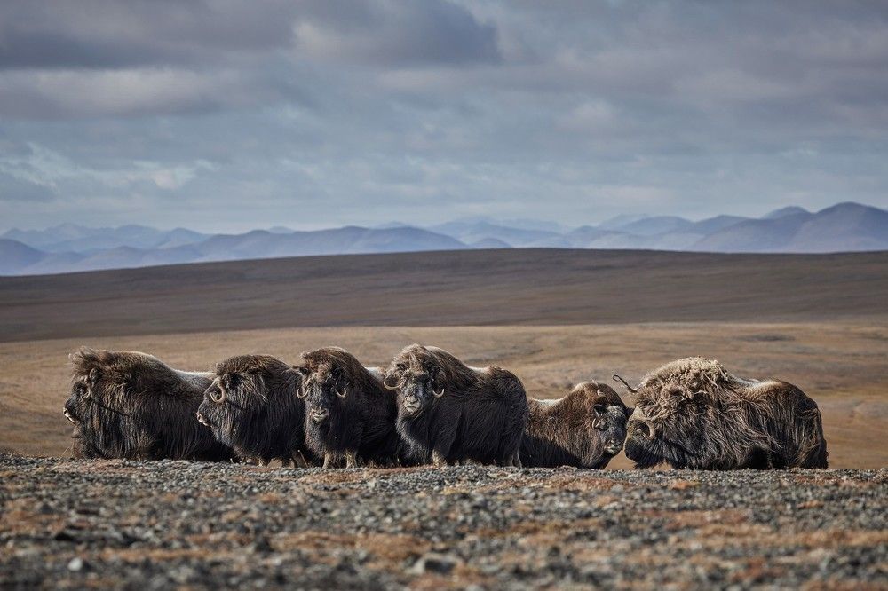 Овцебыки Таймыра