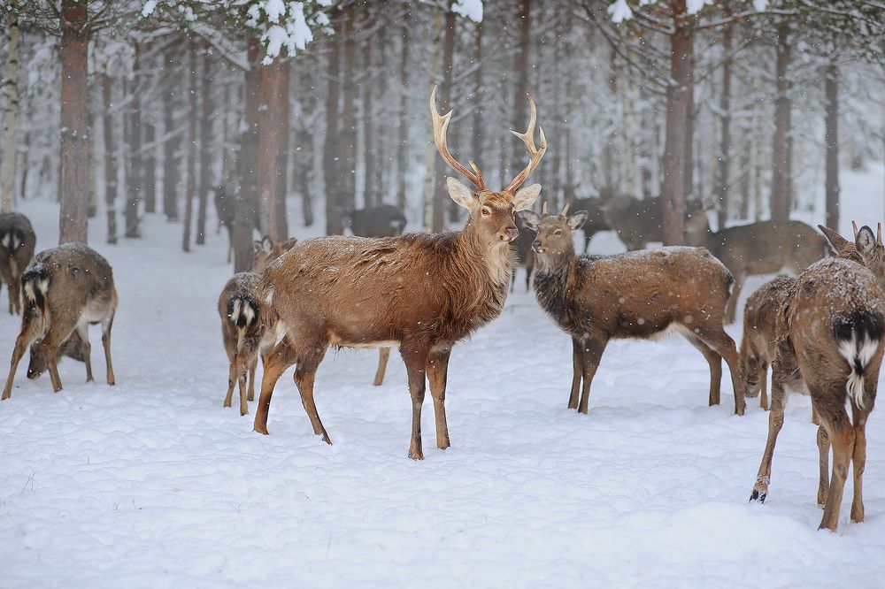 Олени в дикой природе