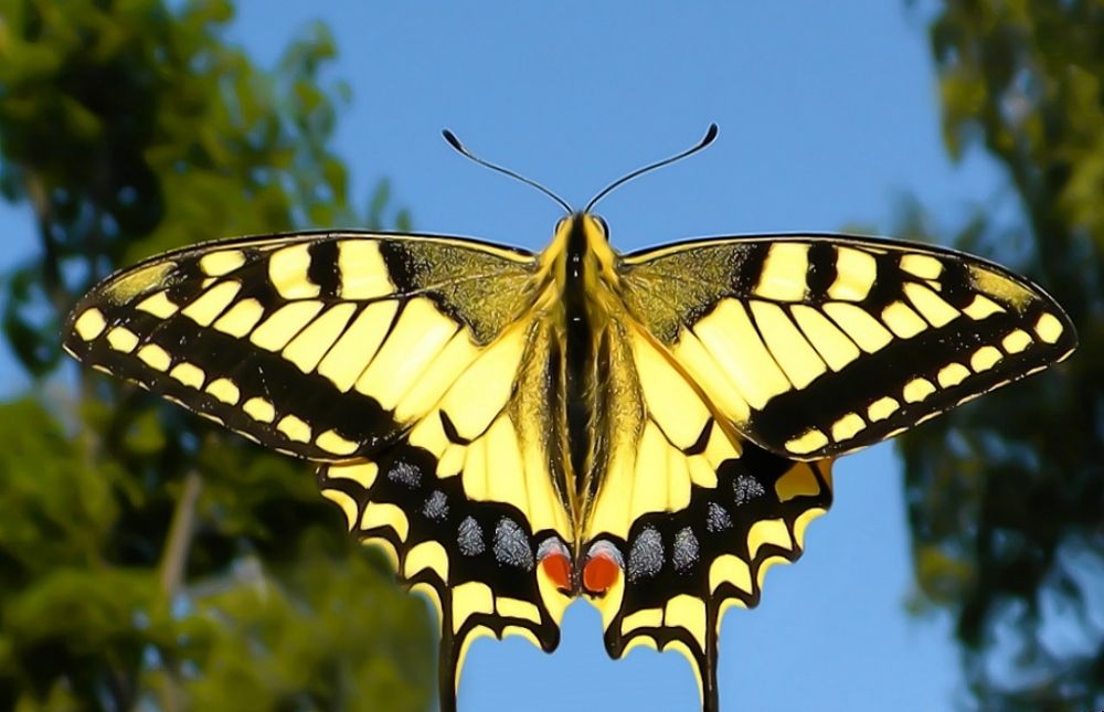 Расправив крылья