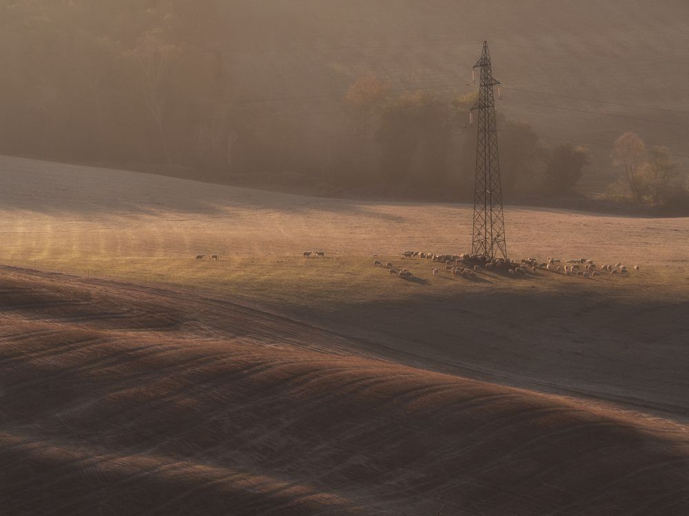 Do Androids Dream Of Electric Sheeps?