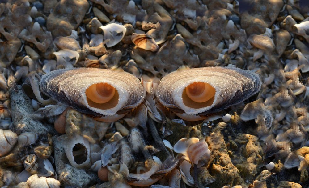 Photograph by Нелли Солодовникова