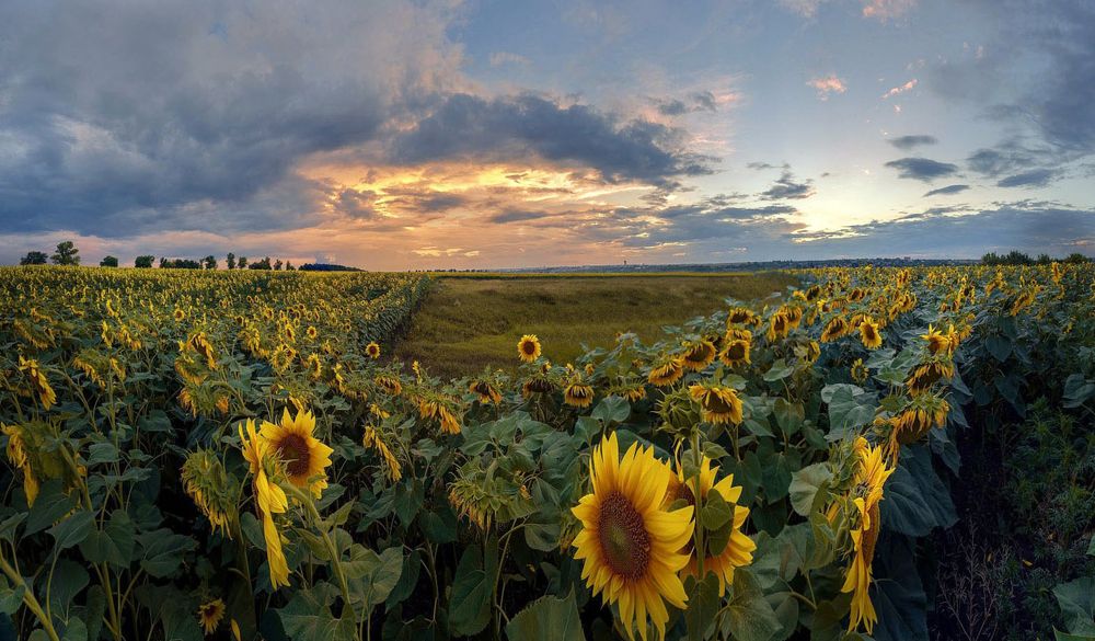 Закат прошел - подсолнухи остались