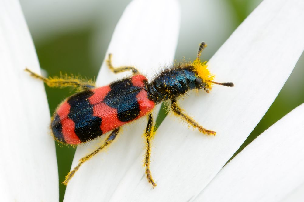 Пестряк пчелиный (Trichodes apiarius)