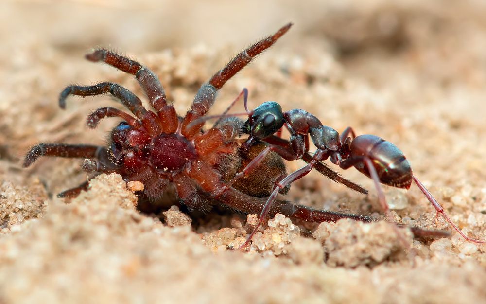 Давид и Голиаф (David and Goliath)