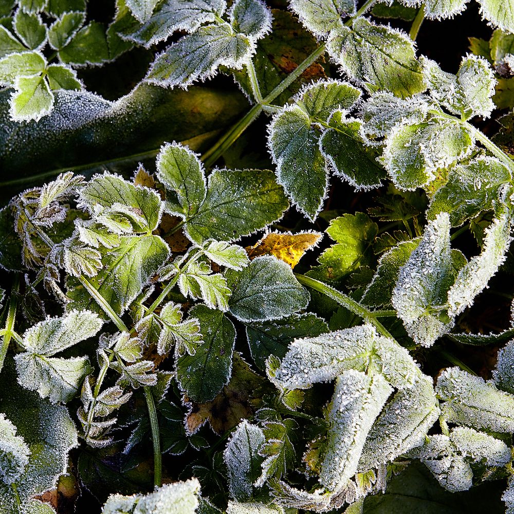 Он был не прав, он всё спалил за час...