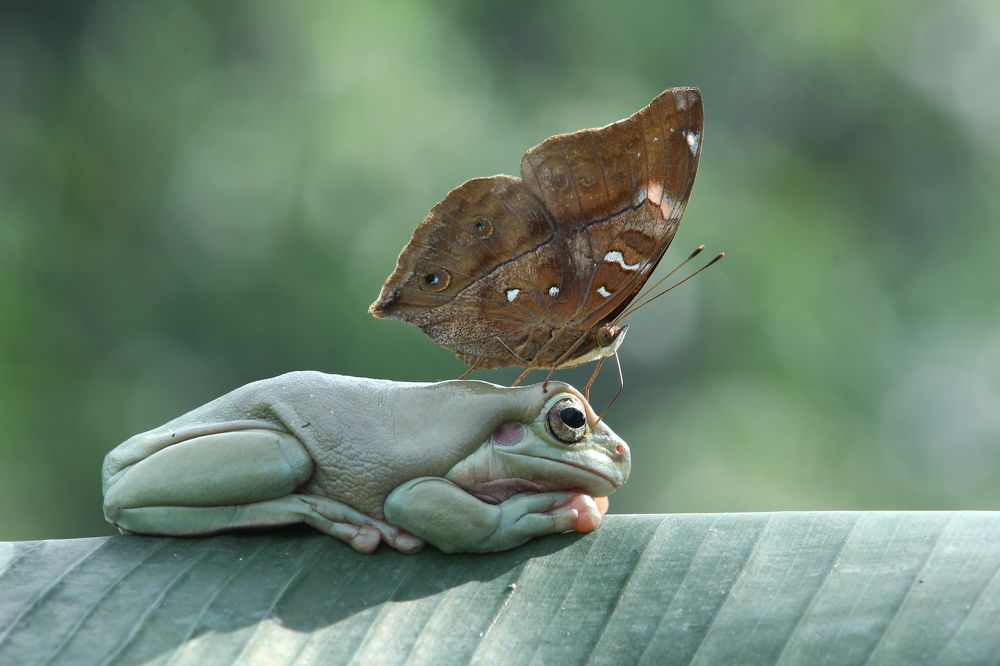 Frog and Butterfly