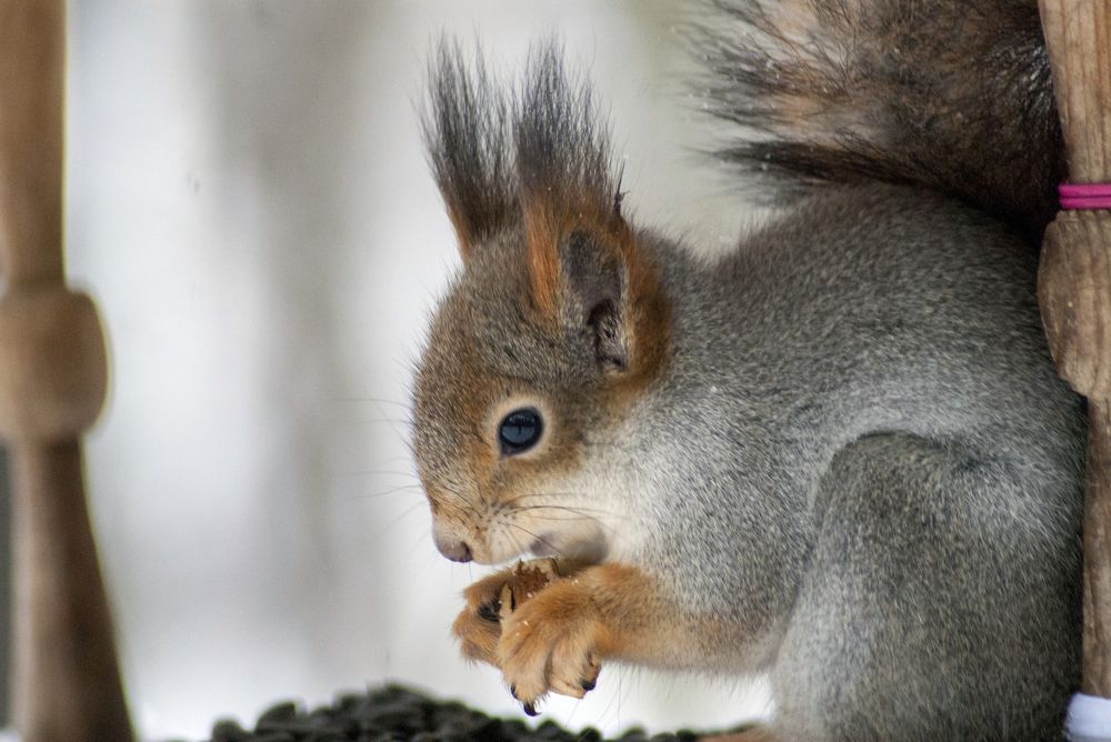 Photograph by Виктор Печищев