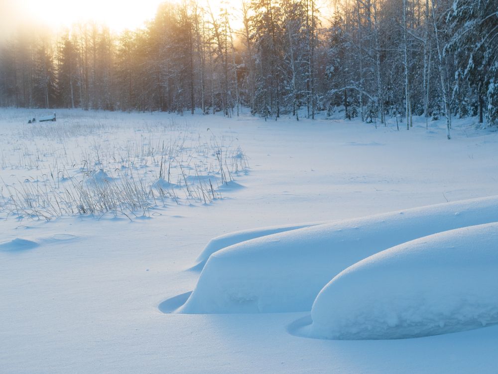 Под снежным одеялом.