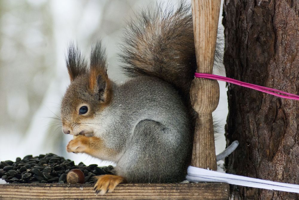 Photograph by Виктор Печищев