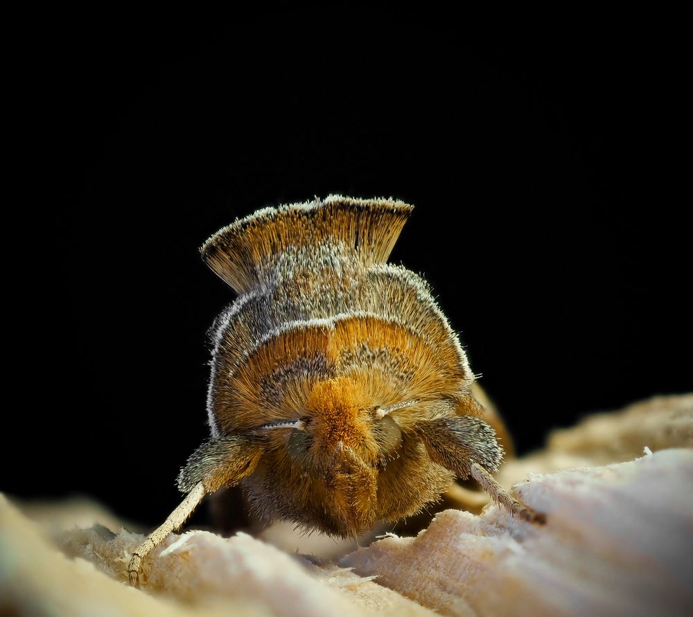 Photograph by Photons Reflectitur