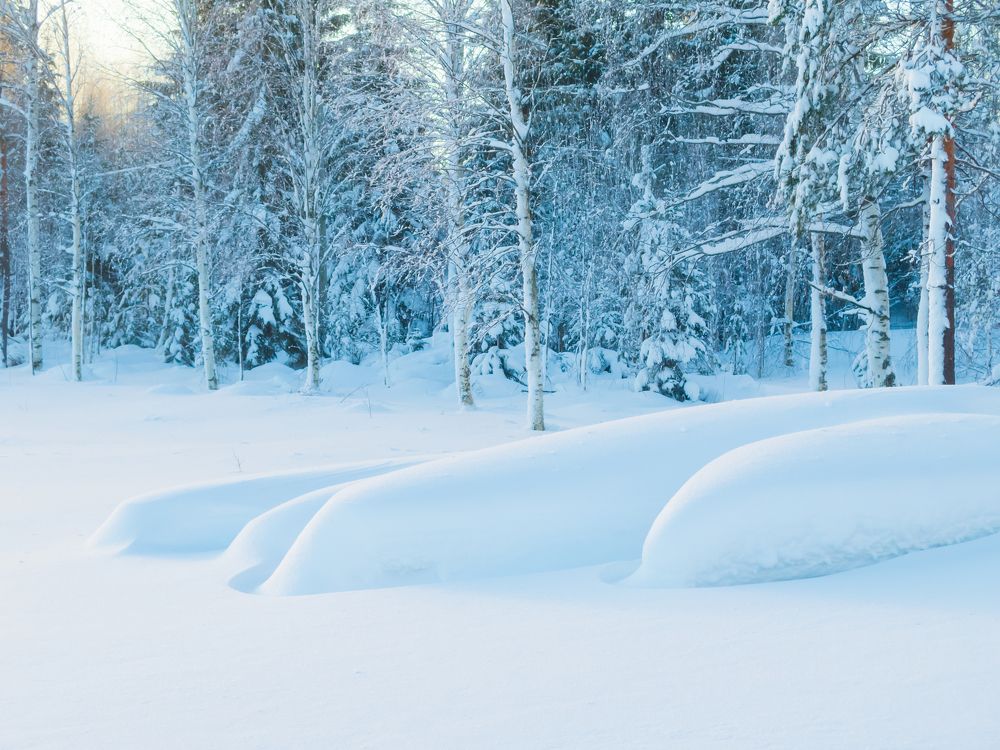Под снежным одеялом.