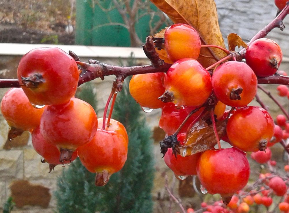 Райские яблочки