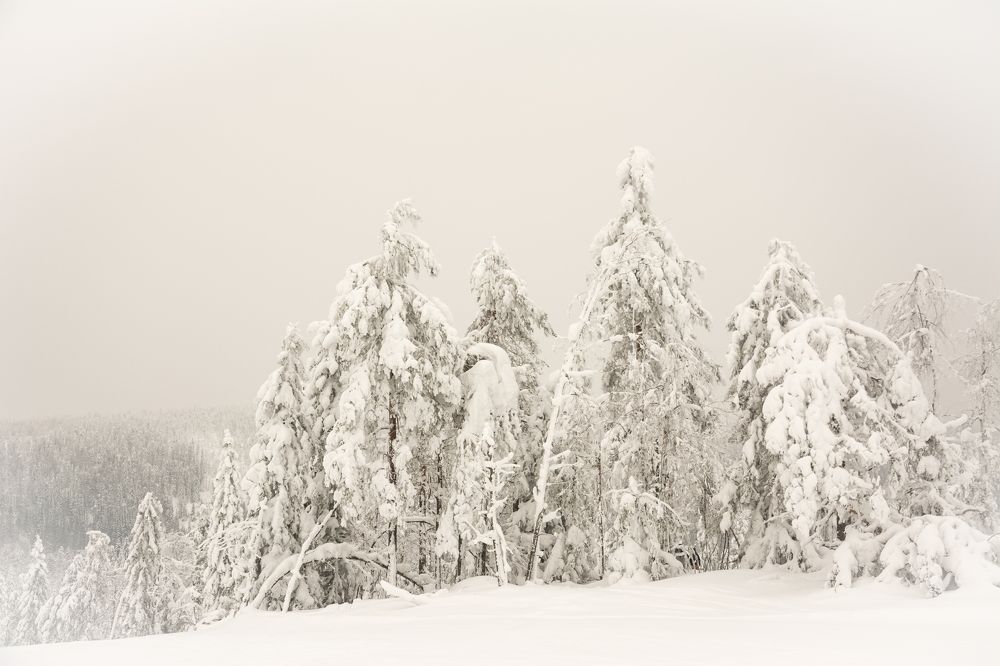 Черно-белый сезон.