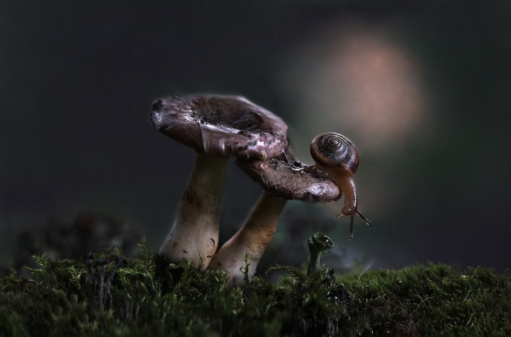 Летней ночью